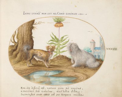 Animalia Aquatilia et Cochiliata (Aqua) - Plate XXXVIII by Joris Hoefnagel